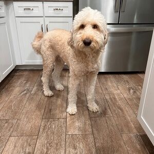 Meet your Posher, Suma